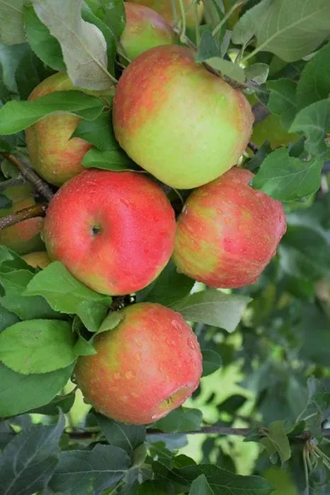 Apple - Honeycrisp Dwarf