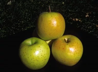 Apple - Honeygold