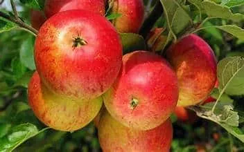 Apple Tree (Cox Orange Pippen)