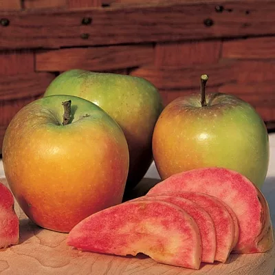 Apple Tree (Mountain Rose)