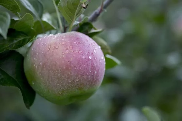 Apple Tree (Northern Spy)