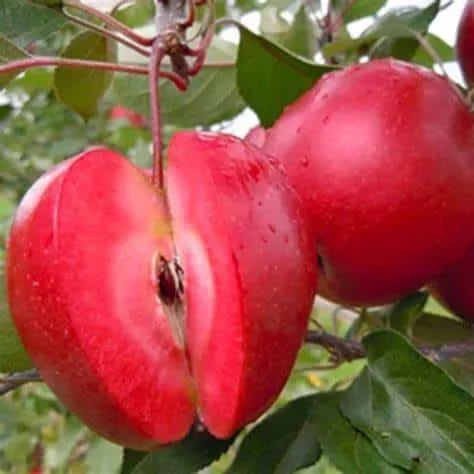Apple Tree (Redlove Era)