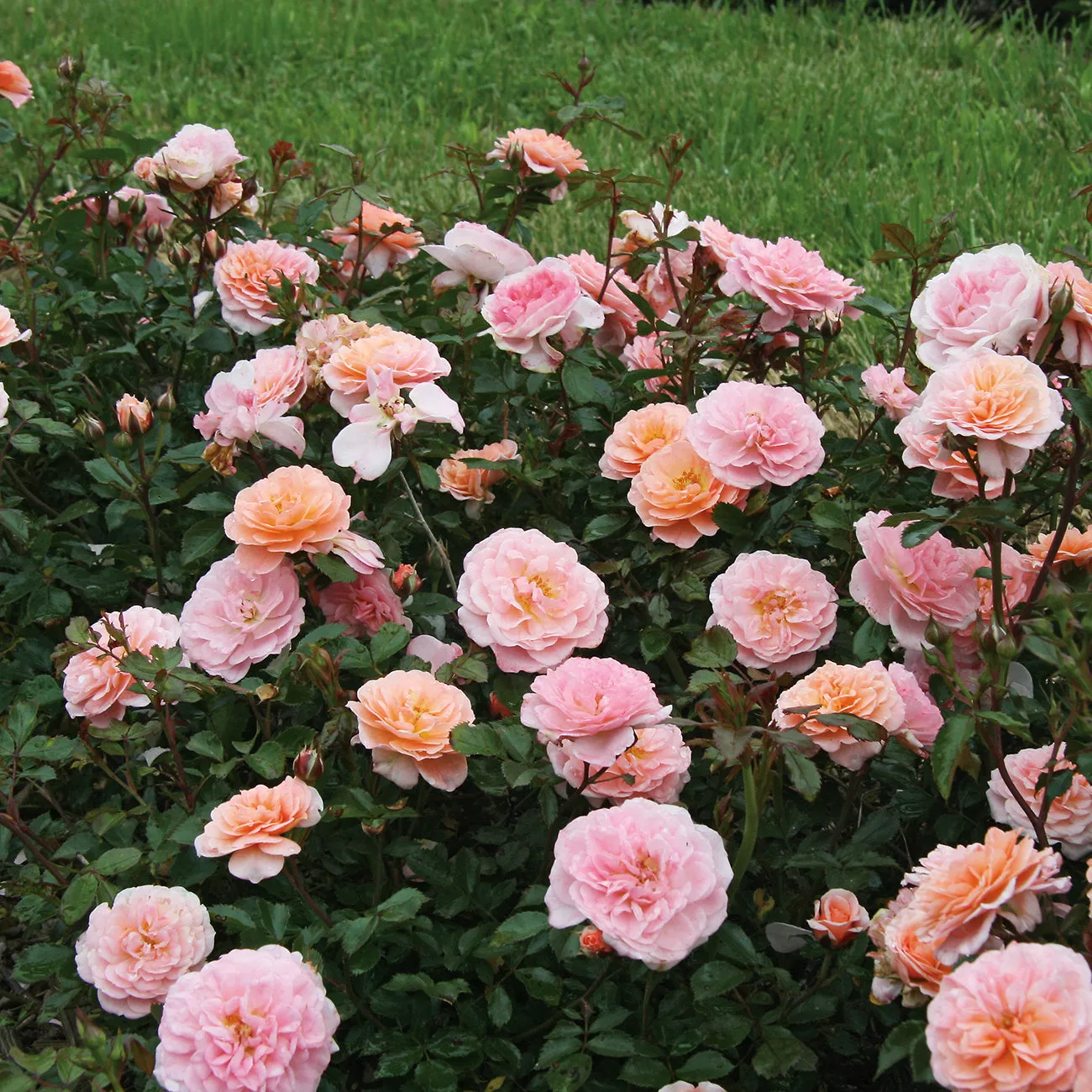 Apricot Drift Rose Bush – 1 Gallon / Single