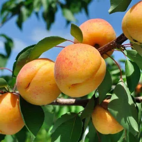 Aprium Tree (Cot-N-Candy)