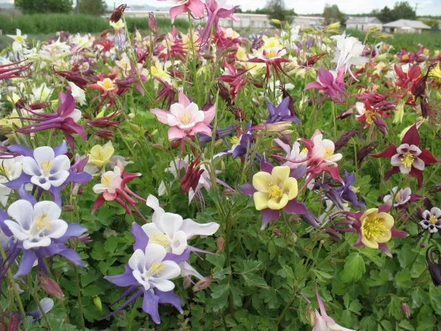 Aquilegia ‘Swan hybrids’