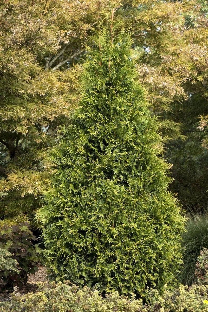 Arborvitae, Tiny Tower