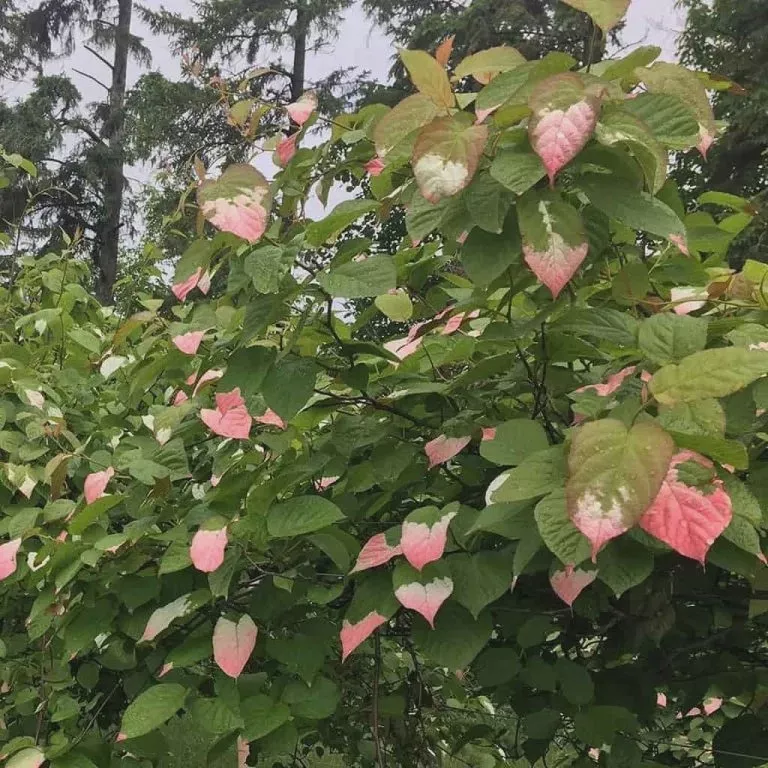 Arctic Kiwi (Red Beauty)