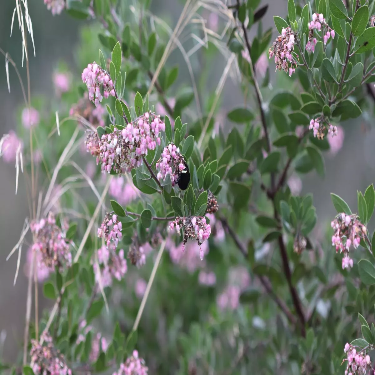Arctostaphylos densiflora Howard McMinn