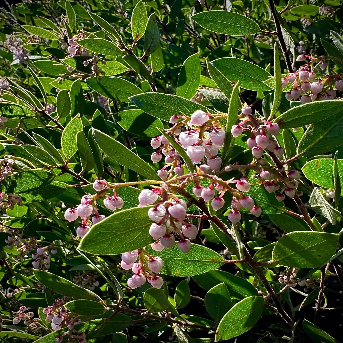 Arctostaphylos hispidula’Smith ’