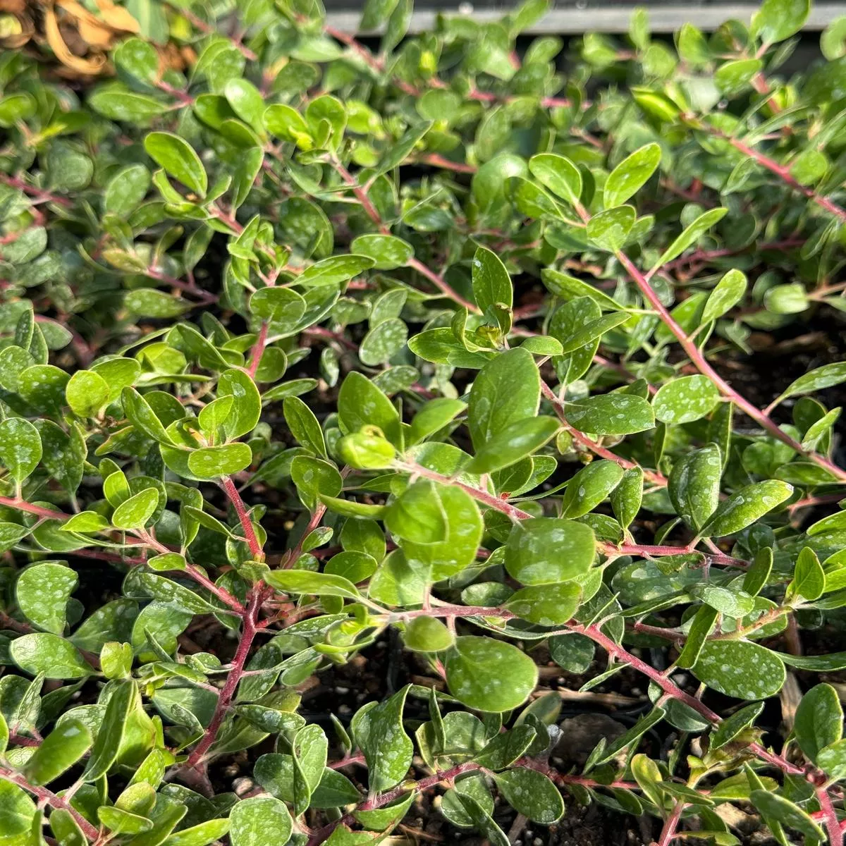 Arctostaphylos hookeri’Wayside ’