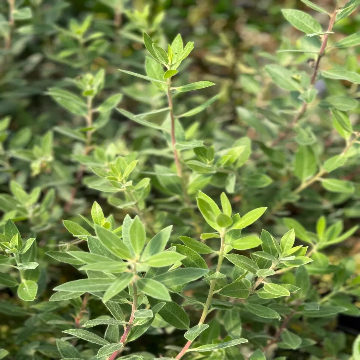 Arctostaphylos’Pacific Mist ’