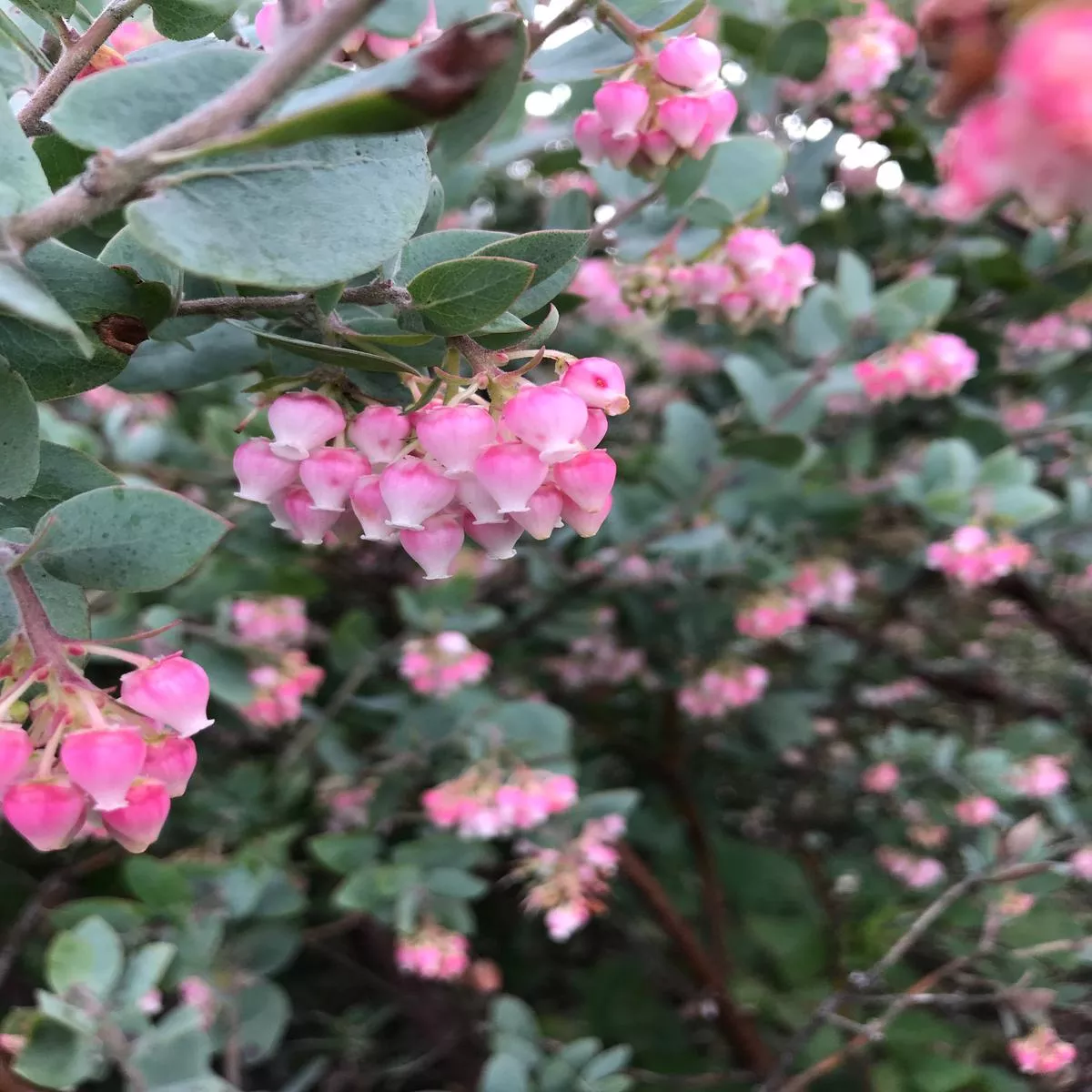 Arctostaphylos pajaroensis’Warren Roberts ’