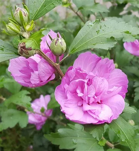 Ardens, Althea