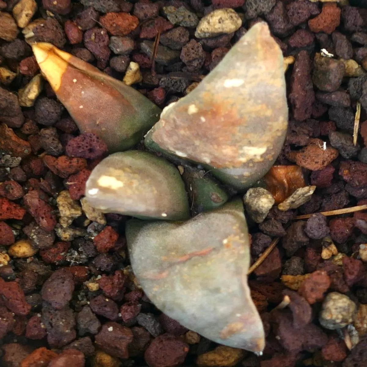 Ariocarpus retusus FAT FORM