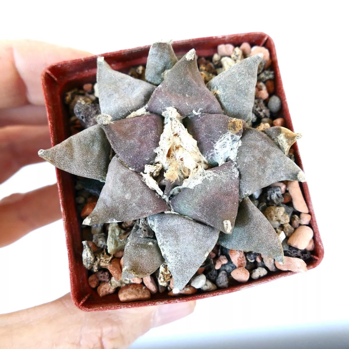 Ariocarpus retusus GREY FORM XY2