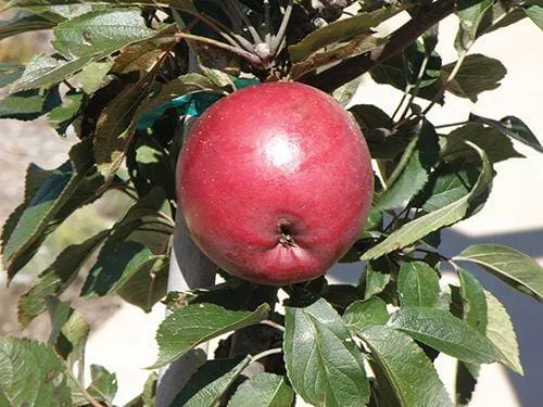 Arkansas Black Apple – Semi-Dwarf (4′-5′)