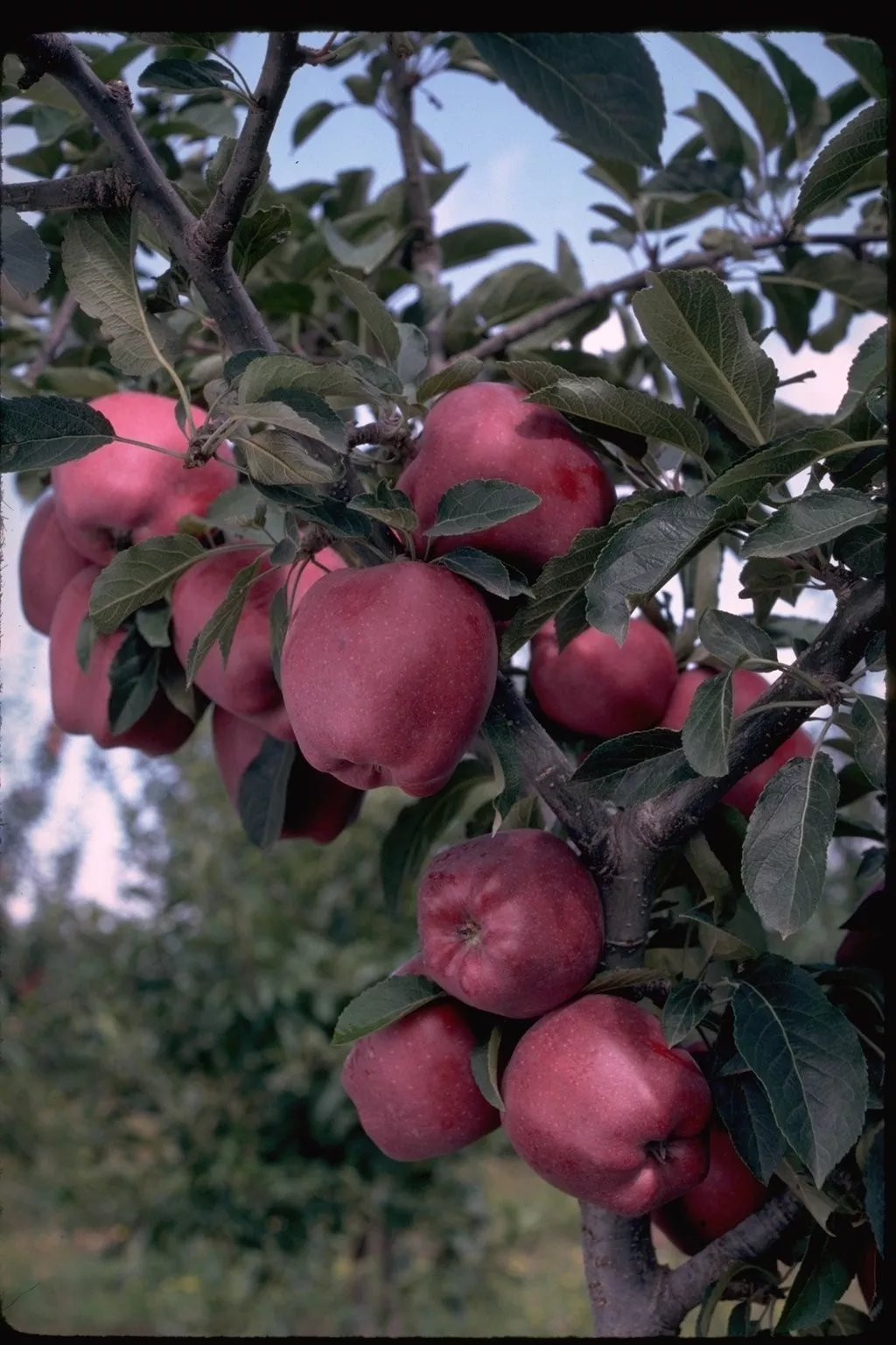 Arkansas Black Apple Tree