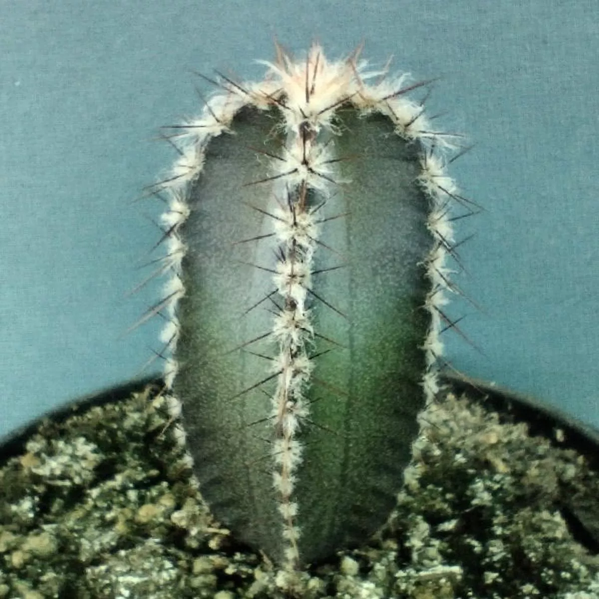 Armatocereus mataralensis SEEDS