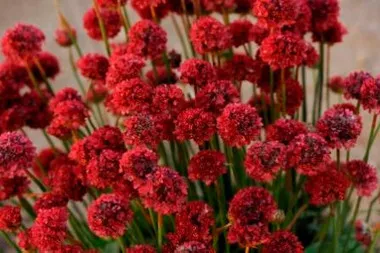 Armeria p. 'Ballerina Red' (30)ct Flat