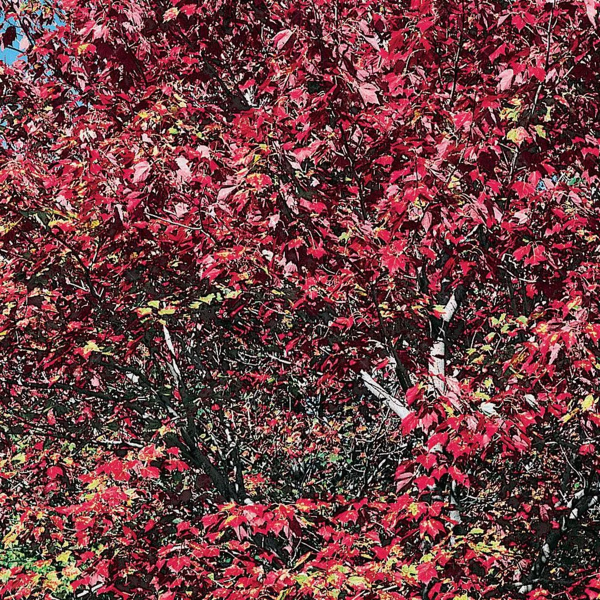 Armstrong Red Maple