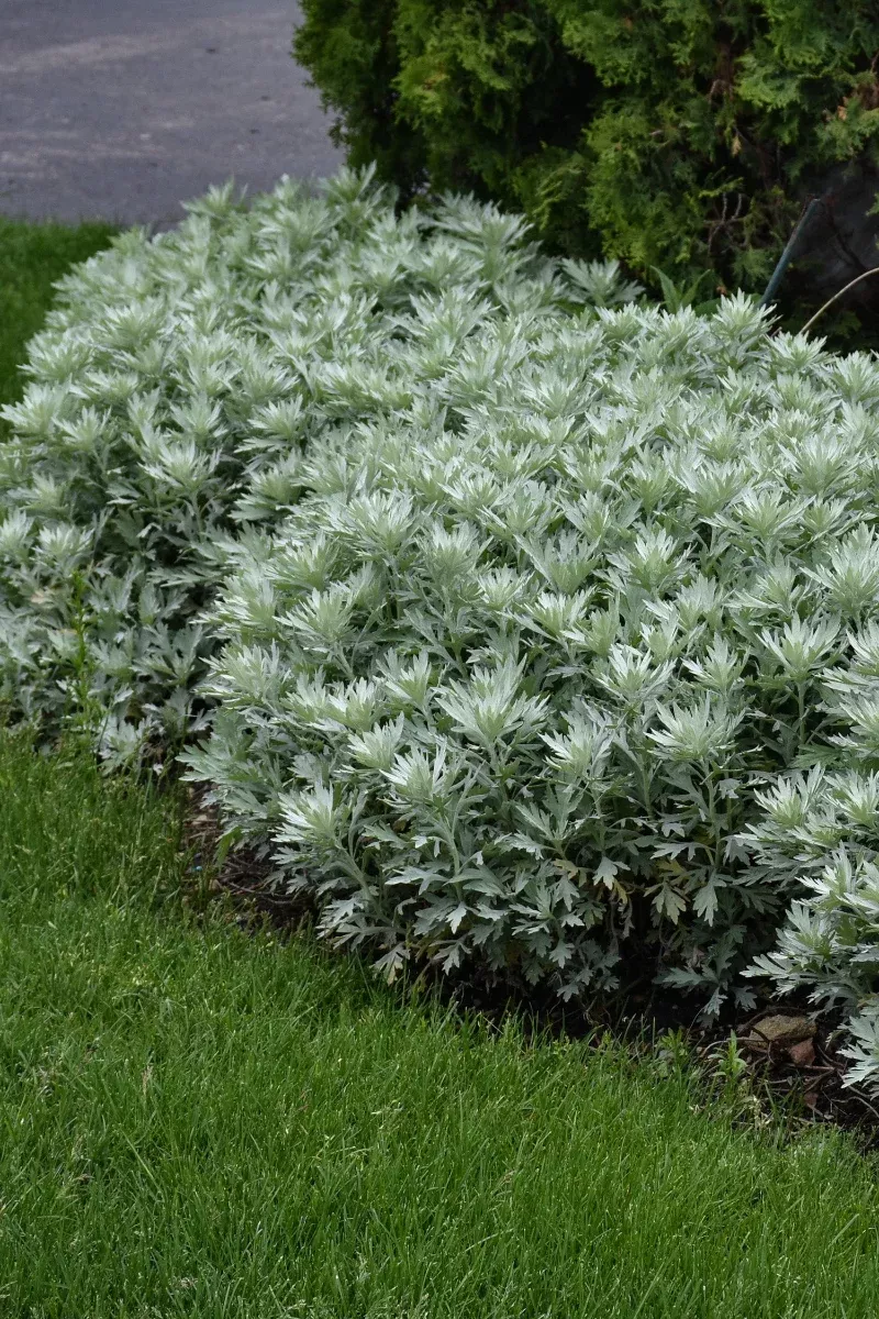 Artemisia, Silver Lining