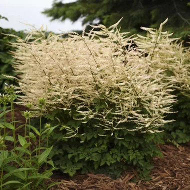 Aruncus 'Chantilly Lace' PP30740 (30)ct Flat