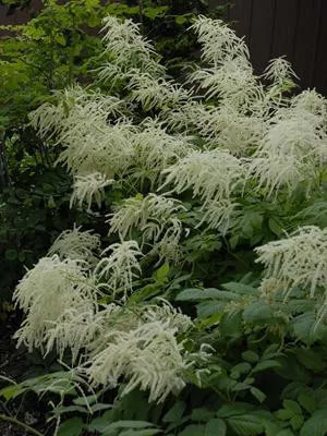 Aruncus dioicus (30)ct Flat