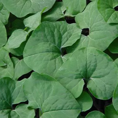 Asarum canadense