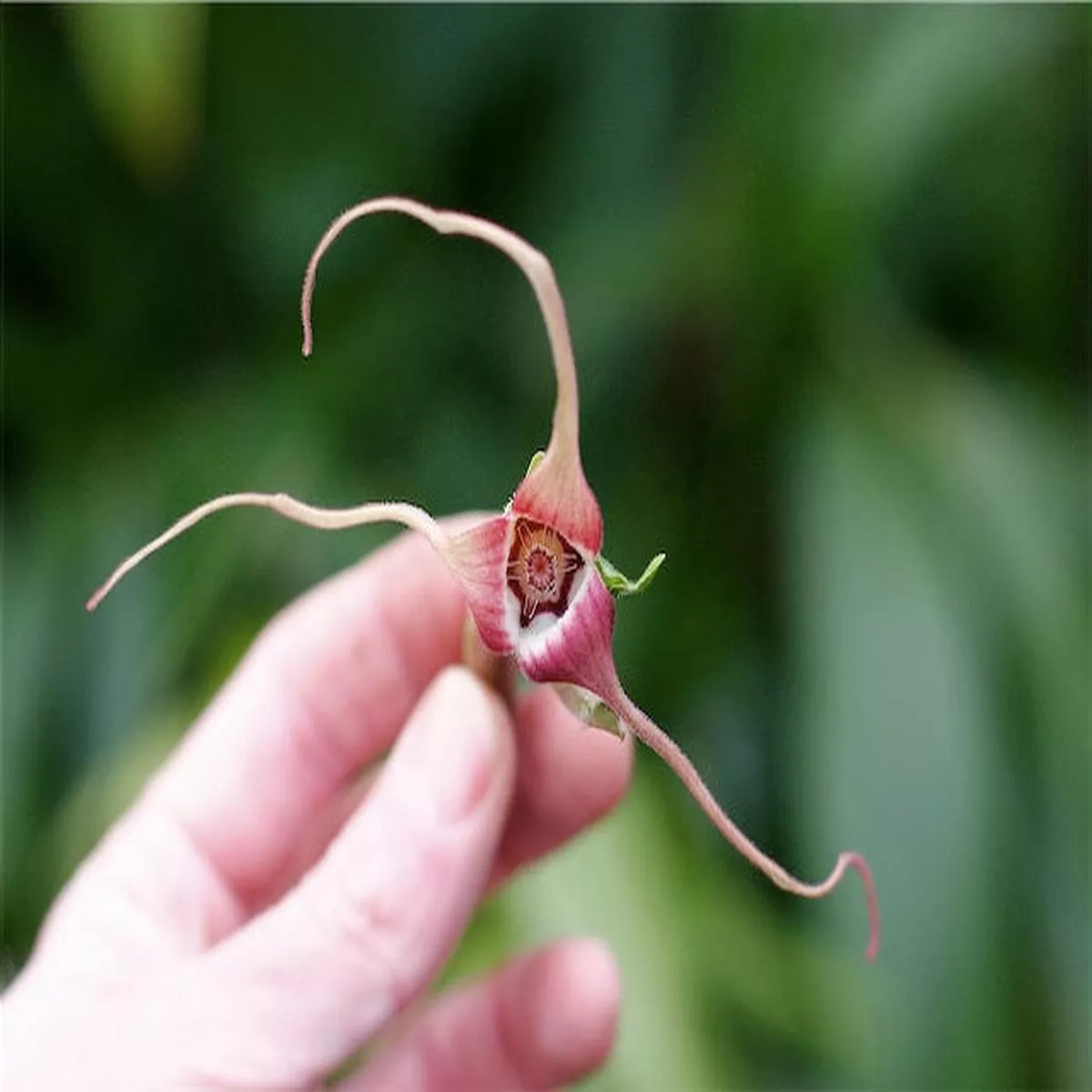 Asarum caudatum