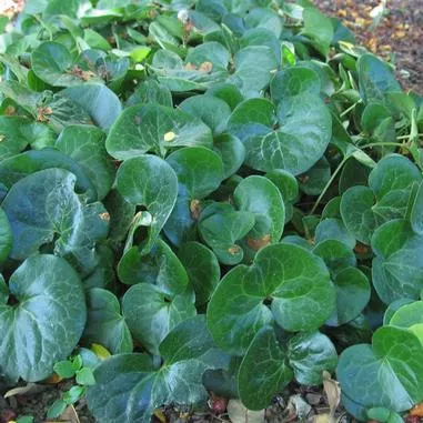 Asarum europaeum