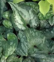 Asarum splendens (30)ct Flat