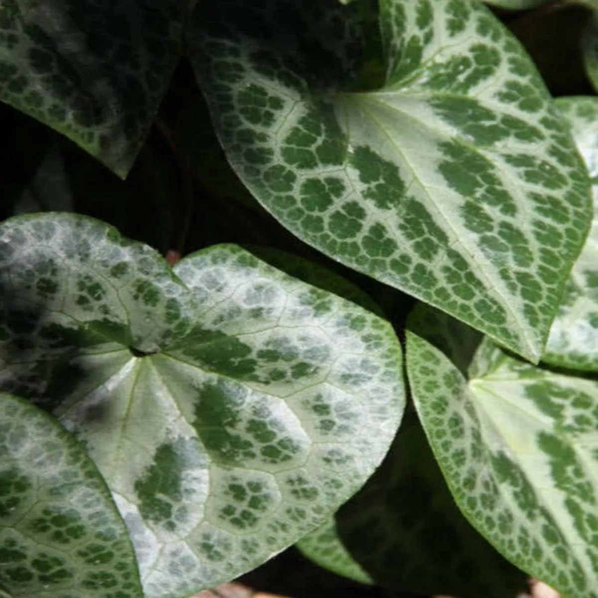Asarum splendens