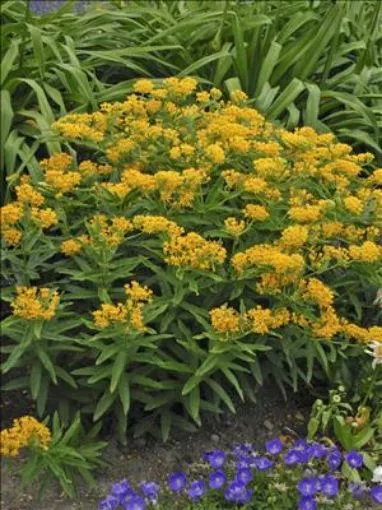 Asclepias 'Hellow Yellow' Butterfly Weed - One Quart Pot