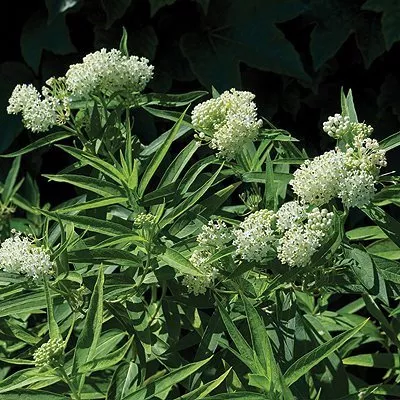Asclepias incarnata ‘Milkmaid’