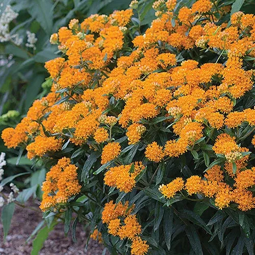 Asclepias Tuberosa