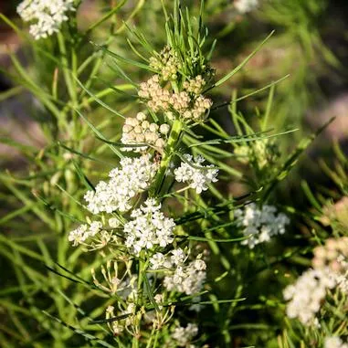 Asclepias verticillata