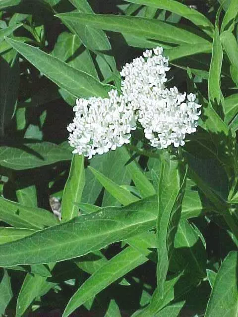 Asepias incarnata ‘Ice Ballet’