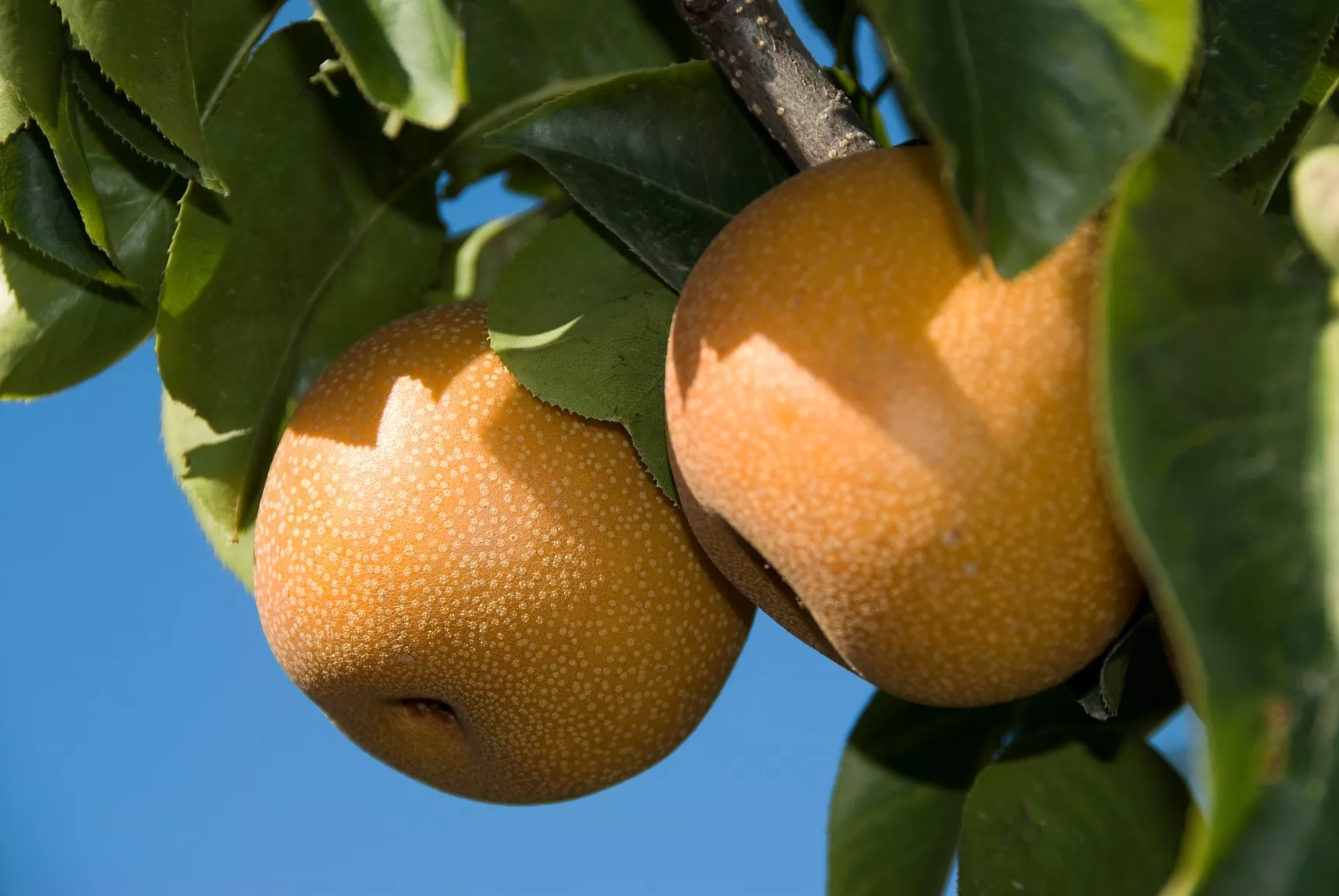 Asian Pear Tree (Hosui)