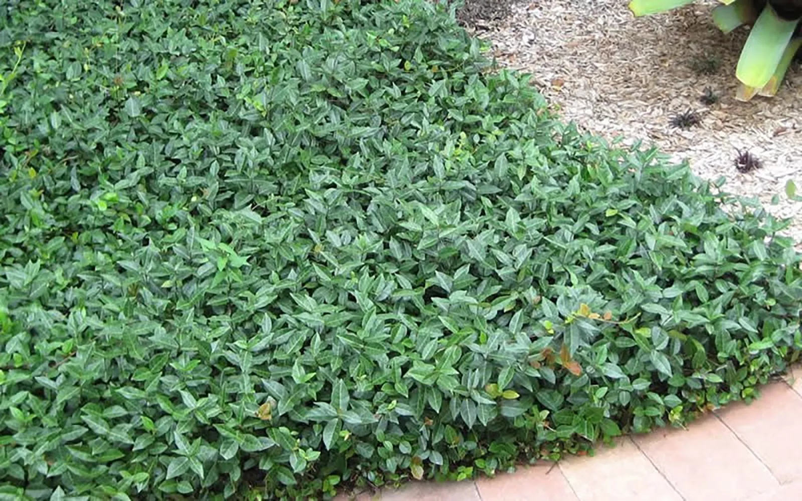 Asiatic Jasmine Shrub – 1 Gallon / Single
