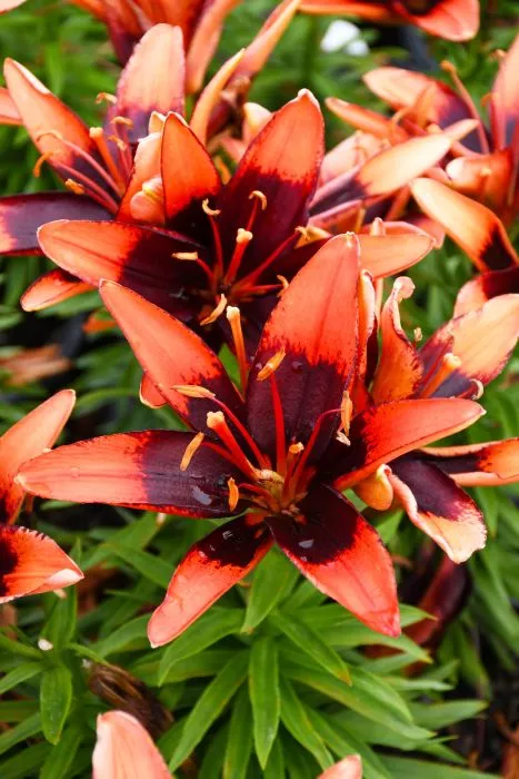 Asiatic Lily - Tiny Ink