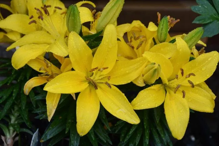 Asiatic Lily - Tiny Ranger
