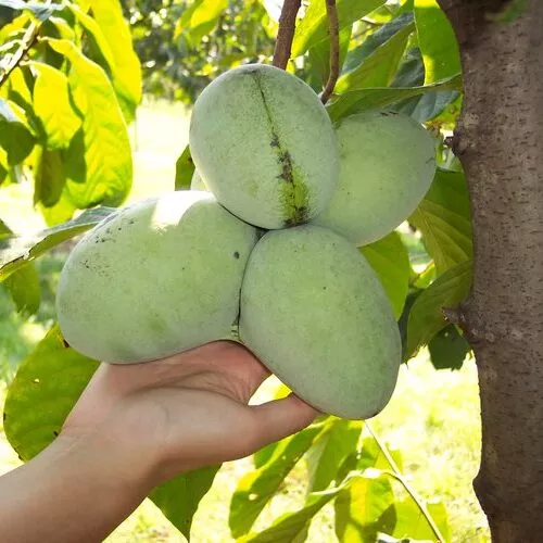 Asimina triloba Potomac