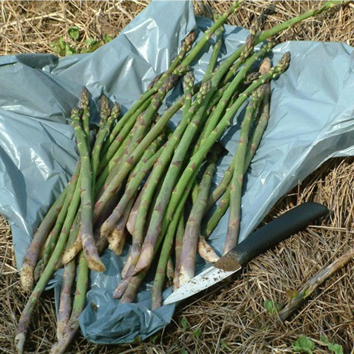 Asparagus 2 in 1