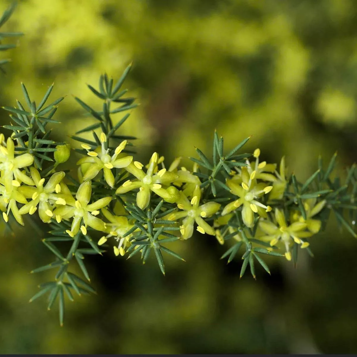 Asparagus acutifolius