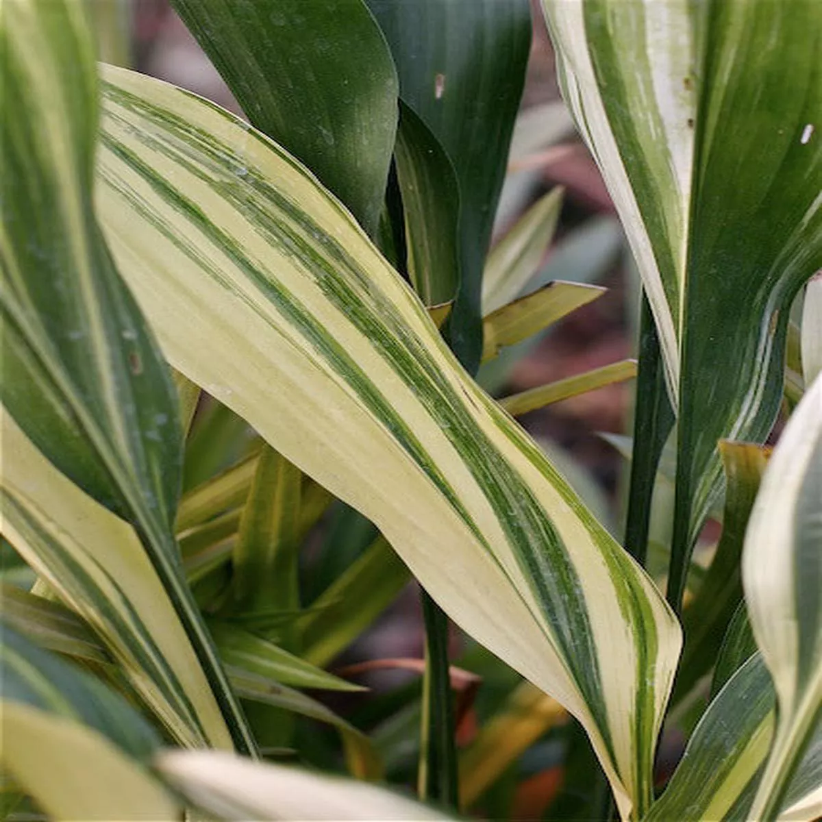 Aspidistra elatior’Variegata ’