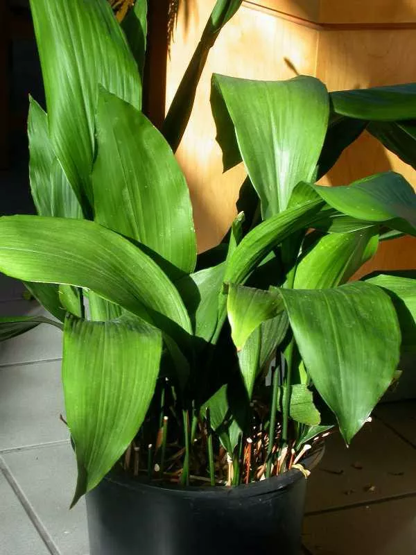 Aspidistra elatior