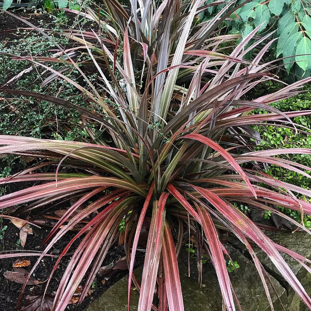 Astelia’Red Devil ’