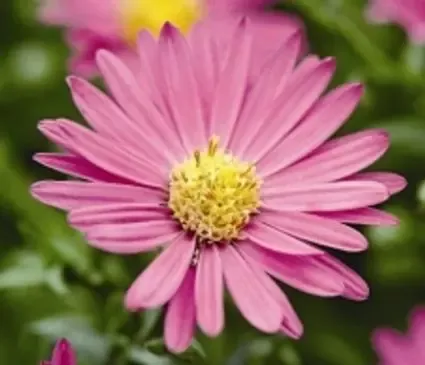 Aster, Alma Potschke