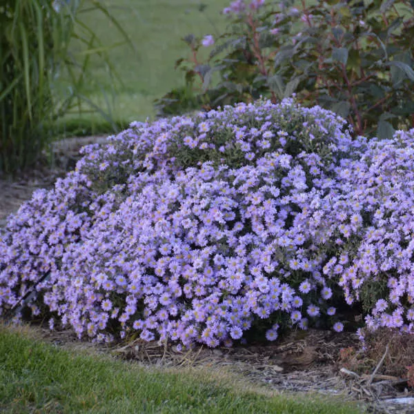 Aster - Kickin Lavender