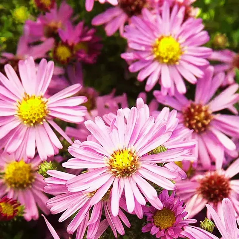 Aster Michaelmas Daisy"Wood's Pink"